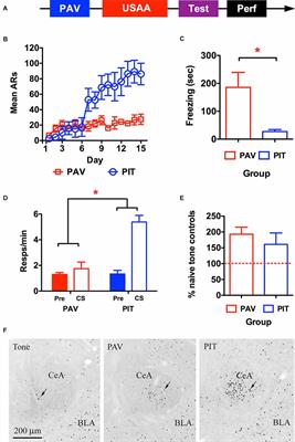 General and Specific Aversive Modulation of Active Avoidance Require Central Amygdala